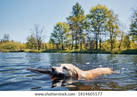 Playful dog swimming in lake. Labrador retriever carrying stick from water. Ore mountains, Czech Republic