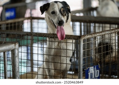 A playful dog with a wagging tongue waiting for adoption at an animal shelter during the day - Powered by Shutterstock