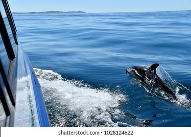 Playful Dolphin Swimming Next To The Tour Boat In New Zealand