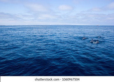 Playful dolphins swimming in open ocean waters near Ventura coast, Southern California