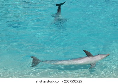 Playful dolphins at the zoo in Spain