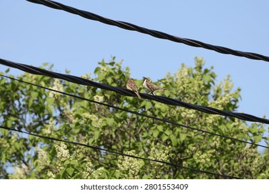 Playful Eurasian tree sparrows perched on a wire during spring social behavior, Passer montanus