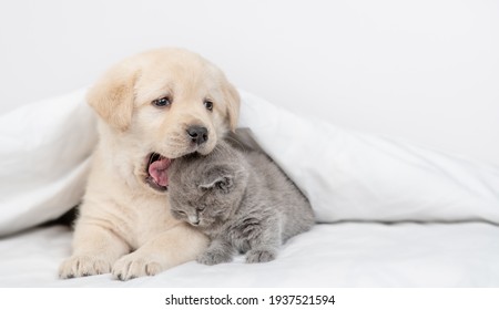 Playful friendly Golden retriever puppy bites gray kitten under white warm blanket on a bed at home. Empty space for text