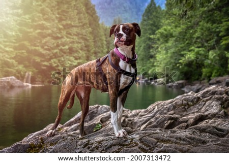 Playful and Funny Boxer Dog standing by the river in Canadian Nature. Alouette Lake in Golden Ears, Maple Ridge, Greater Vancouver, British Columbia, Canada.