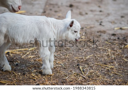 A playful goat kid with its tongue out at an English farm Stock photo © 