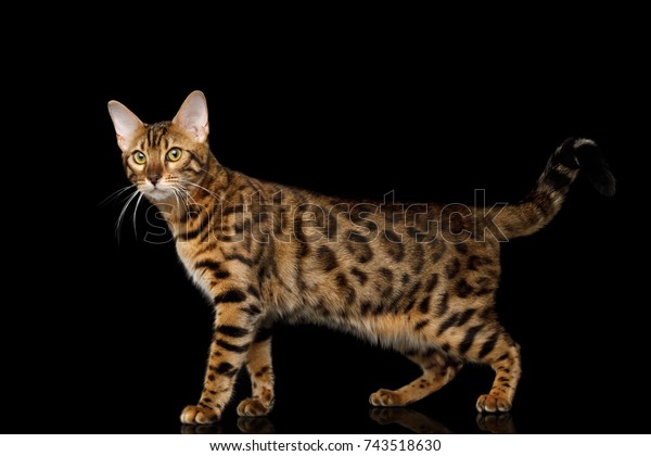 Crisis' Art Emporium! - Page 2 Playful-gold-bengal-cat-standing-600w-743518630