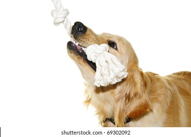 Playful Golden Retriever Pet Dog Biting Rope Toy Isolated On White Background