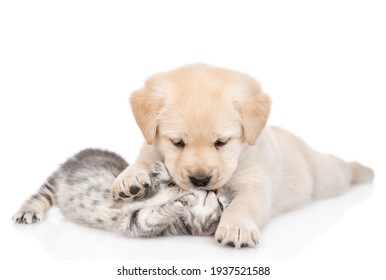 Spielerischer Golden Retrieve Welpen umarmt und küsst ein winziges graues Kätzchen. einzeln auf weißem Hintergrund