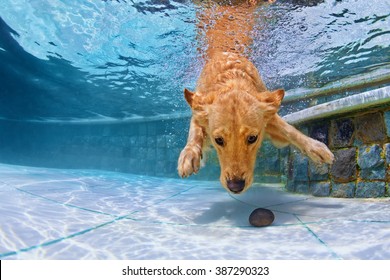 Playful Golden Retriever Puppy In Swimming Pool Has Fun - Jumping And Diving Deep Down Underwater To Retrieve Stone. Training And Active Games With Family Pets And Popular Dog Breeds On Summer Holiday