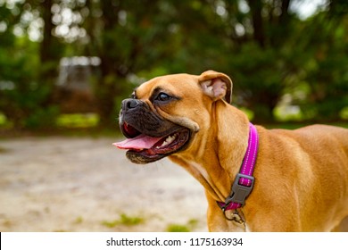 Playful And Goofy American Boxer Pure Breed Dog