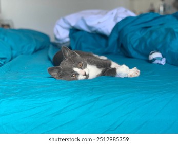 A playful gray and white kitten lounging on a soft bed, sometimes curled up and other times exploring. The cozy setting includes blankets and pillows, with the kitten looking curious and comfortable. - Powered by Shutterstock