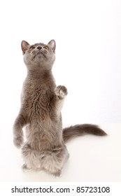 Playful Grey Cat Reaching Up With Paw