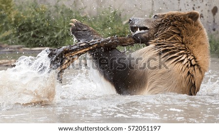 Playful Grizzly In Water