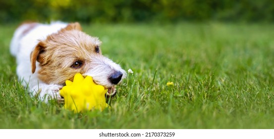 Playful Happy Cute Dog Puppy Chewing, Playing With A Toy In The Grass In Summer. Pet Care Banner.