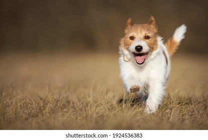 Playful Happy Healthy Smiling Dog Puppy Running In The Grass. Spring, Summer Walking, Pet Training Concept.
