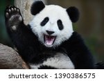 A playful happy panda in China