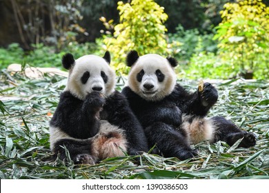 A Playful Happy Panda In China