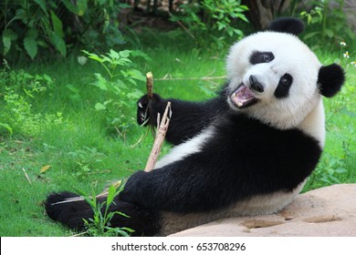 A playful happy panda in China