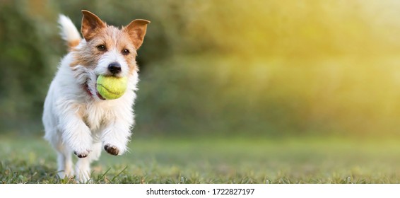 Playful happy pet dog puppy running in the grass and playing with a tennis ball. Web banner with copy space. - Shutterstock ID 1722827197
