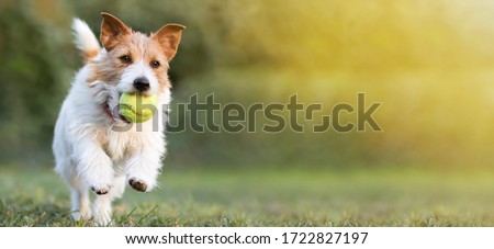 Playful happy pet dog puppy running in the grass and playing with a tennis ball. Web banner with copy space.