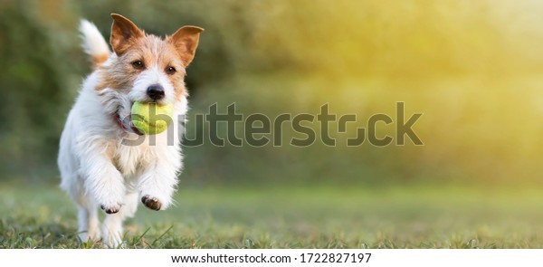 Playful happy pet dog puppy running in the grass photomural idea