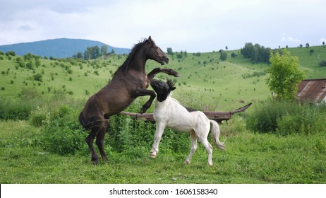 Playful Horses In The Summer Field In A Village. Slow Motion. Animals.