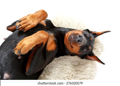 Playful humour. Joyful lying dobermann pinscher on background of white carpet with bended paws.
