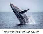 A playful humpback whale breaches off the coast of Monterey Bay, California.