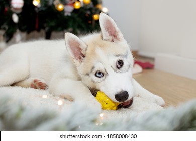 Playful husky puppy dog biting a toy under christmas tree lights.