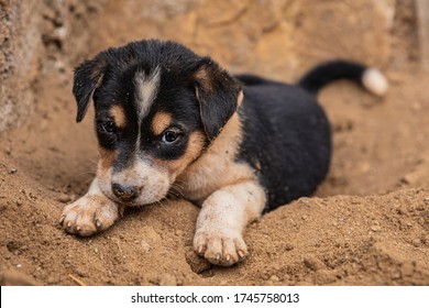A Playful Indian Pariah Puppy playing in the Sand gets dirty. Indian Pariah is a breed of hound & is one of the most suited dog breeds to survive in Indian as well as any harsh conditions. 
