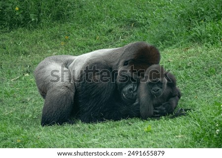 Playful interaction between a silverback western lowland gorilla