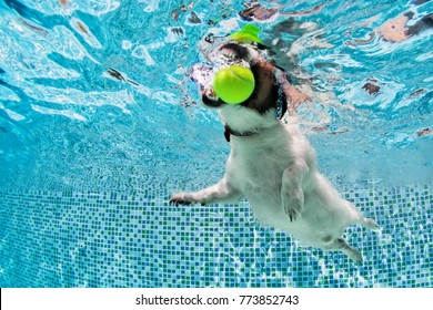 Playful Jack Russell Terrier Puppy In Swimming Pool Has Fun. Dog Jump, Dive Underwater To Fetch Ball. Training Classes, Active Games With Family Pets. Popular Canine Breeds Activity On Summer Holiday