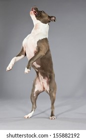 Playful Jumping American Bull Terrier Portrait. Brown With White Spots. Studio Shot Against Grey.