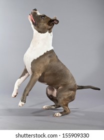 Playful Jumping American Bull Terrier Portrait. Brown With White Spots. Studio Shot Against Grey.