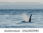 Playful killer whale swimming underwater and having fun