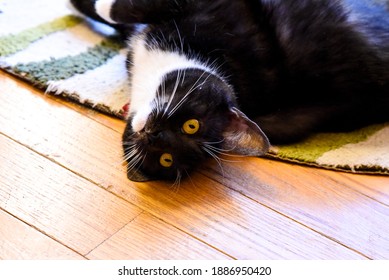 Playful kitten cat upside down green eyes - Powered by Shutterstock
