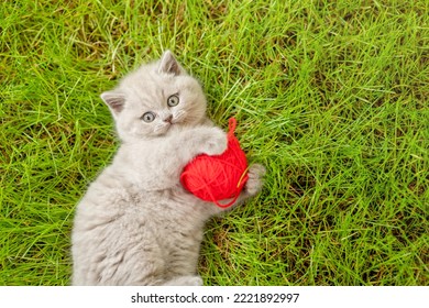 Playful Kitten Lying With Red Clew On Summer Green Grass. Top Down View. Empty Space For Text