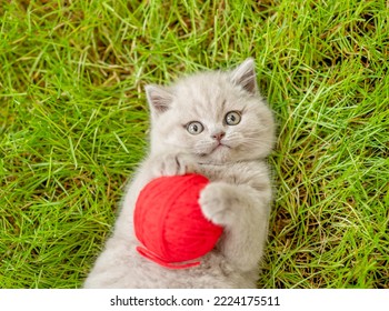 Playful Kitten Lying With Red Clew On Summer Green Grass. Top Down View