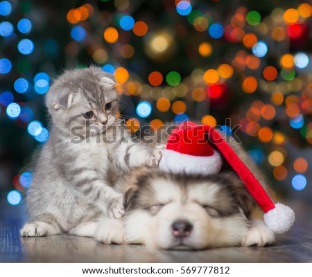 playful kitten and sleepy puppy on a background of the Christmas tree
