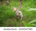 playful kitten try to bite a tree
