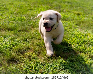 playful lab puppy outside cute