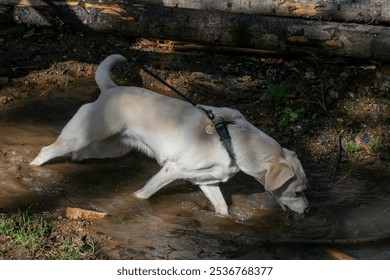 A playful Labrador explores a muddy puddle during a forest walk, illustrating adventure and pet enthusiasm in nature - Powered by Shutterstock