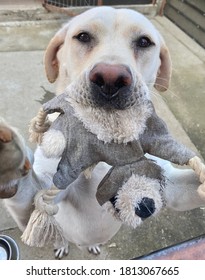 Playful And Labrador Puppy Girl Begging For Attention With A Grey Toy In Her Mouth