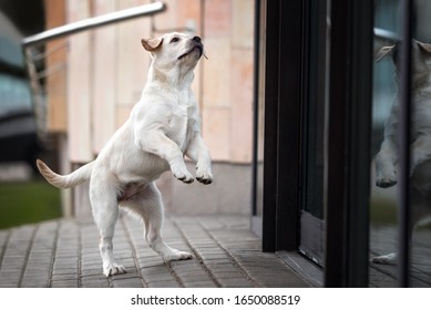 Playful Labrador Puppy Jumping Up Outdoors