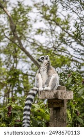 A playful lemur strides confidently across a vibrant green lawn, its striking striped tail held high at Bristol Zoo Project.