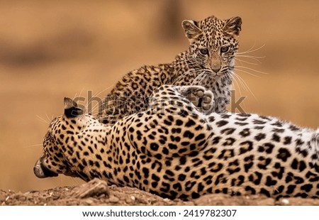 Playful Leopard Cub with Mother - Wildlife Photography
Two Leopards in a Natural Setting - Animal Portrait
Cute and Fun Interaction Between Leopard Cub and Parent - Nature and Wildlife