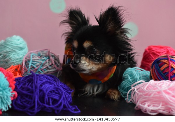 Playful Long Haired Chihuahua Puppy Polka Stock Photo Edit
