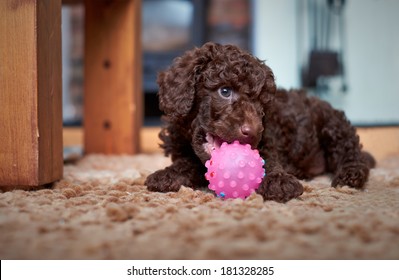 dark chocolate toy poodle