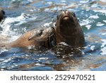 Playful moments with the locals at the Palomino Islands , Nothing like watching these sea lions in their natural paradise