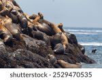 Playful moments with the locals at the Palomino Islands , Nothing like watching these sea lions in their natural paradise